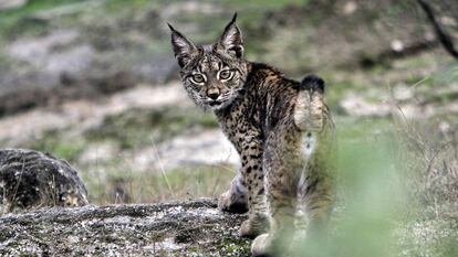 Lince ibérico en la sierra de Andújar.