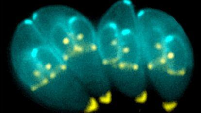 Imagen de un protozoo 'Toxoplasma gondii' tras dividirse, una de las formas que tiene de reproducirse.