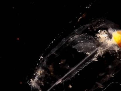 El plancton gelatinoso
