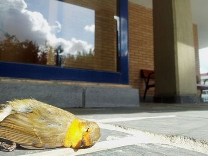 Un petirrojo muerto tras colisionar con una cristalera en Noja (Cantabria).