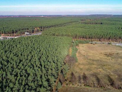 Bosque en la localidad de Grünheide, a 35 kilómetros de Berlín, donde Tesla asentará su primera fábrica europea.