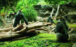 Reserva de gorilas en Loro Parque.