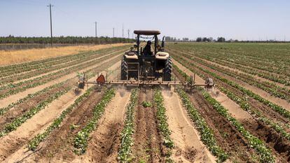Un granjero planta patatas en Stevinson (California, EE UU).