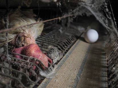 Imágenes cedidas por Igualdad Animal sobre las pésimas condiciones de una granja de gallinas ponedoras en Mantua.