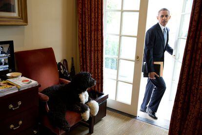 6 de noviembre 2013. Bo, el perro de la familia Obama, pasa el rato en la oficina del Despacho Oval de la Casa Blanca, mientras el Presidente entra por una de las puertas de acceso.