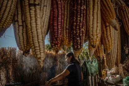 Indígenas wixarikas participaron en la XVI Feria del maíz nativo Niwetsika