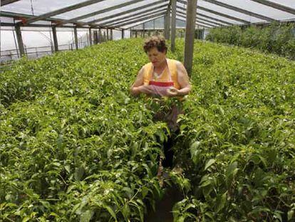 Plantación de pimientos de Padrón, uno de los productos más imitados fuera de Galicia.