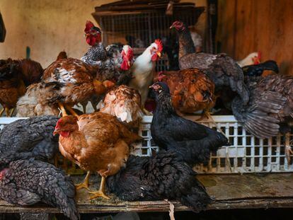 Pollos a la venta en un mercado en el Estado de Chiapas, el 1 de febrero de 2022.