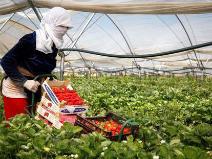 Una mujer recoge fresas en un invernadero en la provincia de Huelva.