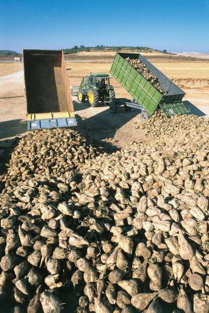 Cosecha de remolacha azucarera en Valladolid.