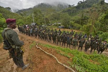 Miembros de la guerrilla de las Fuerzas Armadas Revolucionarias de Colombia (FARC) son vistos en el campamento de las FARC del Frente 29 "Alfonso Artiaga" en una zona rural de Policarpa, departamento de Nariño, en el suroeste de Colombia, el 17 de enero de 2017. 