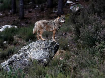 Lobos en estado de semilibertad en Sierra de la Culebra (Castilla y León).
