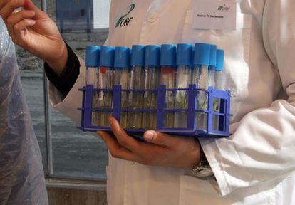 Una investigadora con unas muestras en un laboratorio en Grindavik (Islandia)