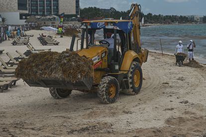 Trabajadores usan una excavadora, palas y carretillas para remover el sargazo en Playa del Carmen (Quintana Roo), en abril de 2022.