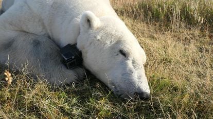 Uno de los osos polares estudiados en la investigación, con una cámara al cuello, en la región de la Bahía Hudson.