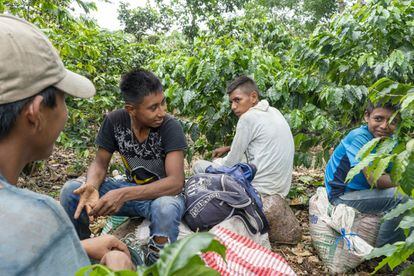 Jóvenes guatemaltecos se toman un descanso en una finca de café cerca de Santo Tomás La Unión, en Suchitepéquez, Guatemala. Al terminar el sexto grado, muchos nunca vuelven al colegio, y los adolescentes suenan con migrar a los Estados Unidos.