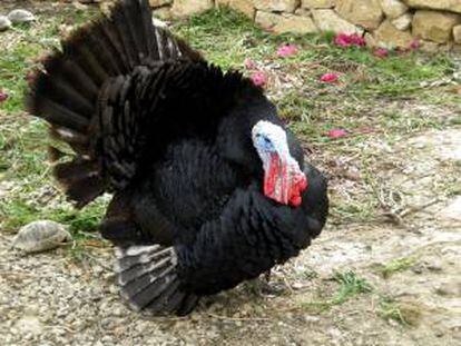 Los pavos "Popcorn" y "Caramel", los elegidos este año por la Federación Nacional del Pavo de Estados Unidos para ser indultados por el presidente Barack Obama ya se encuentran en Washington a la espera de recibir el perdón presidencial mañana, en la víspera del día de Acción de Gracias. EFE/Archivo