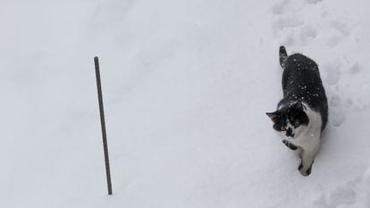 Un gato camina por la nieve, este jueves en Pedrafita do Cebreiro (Lugo).