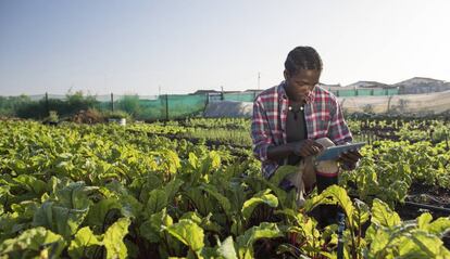 Un joven agricultor verifica el estado de su cultivo en su tablet.