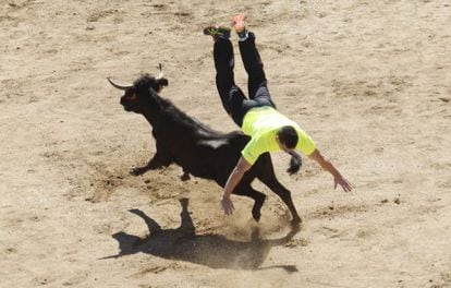 Una vaquilla, en el coso de San Sebastián los Reyes, tras el primer encierro taurino.
