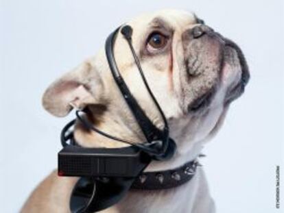 Sistema creado para 'traducir' en palabras los pensamientos de los perros.