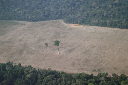 An aerial image shows a solitary tree in a deforested area near Porto Velho, Rondonia, in August last year.