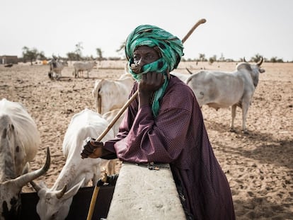 Un pastor vigila su ganado mientras bebe de un pozo en el pueblo de Mbetiou Peulh en Senegal, en mayo de 2020.