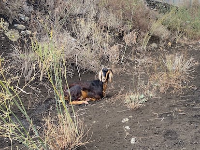 Una cabra doméstica fotografiada por Manuel Nogales en el área cercana a la lavandería.
