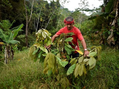Una plantación de coca en la región de Catatumbo, al norte del departamento de Santander (Colombia), en febrero de 2019.