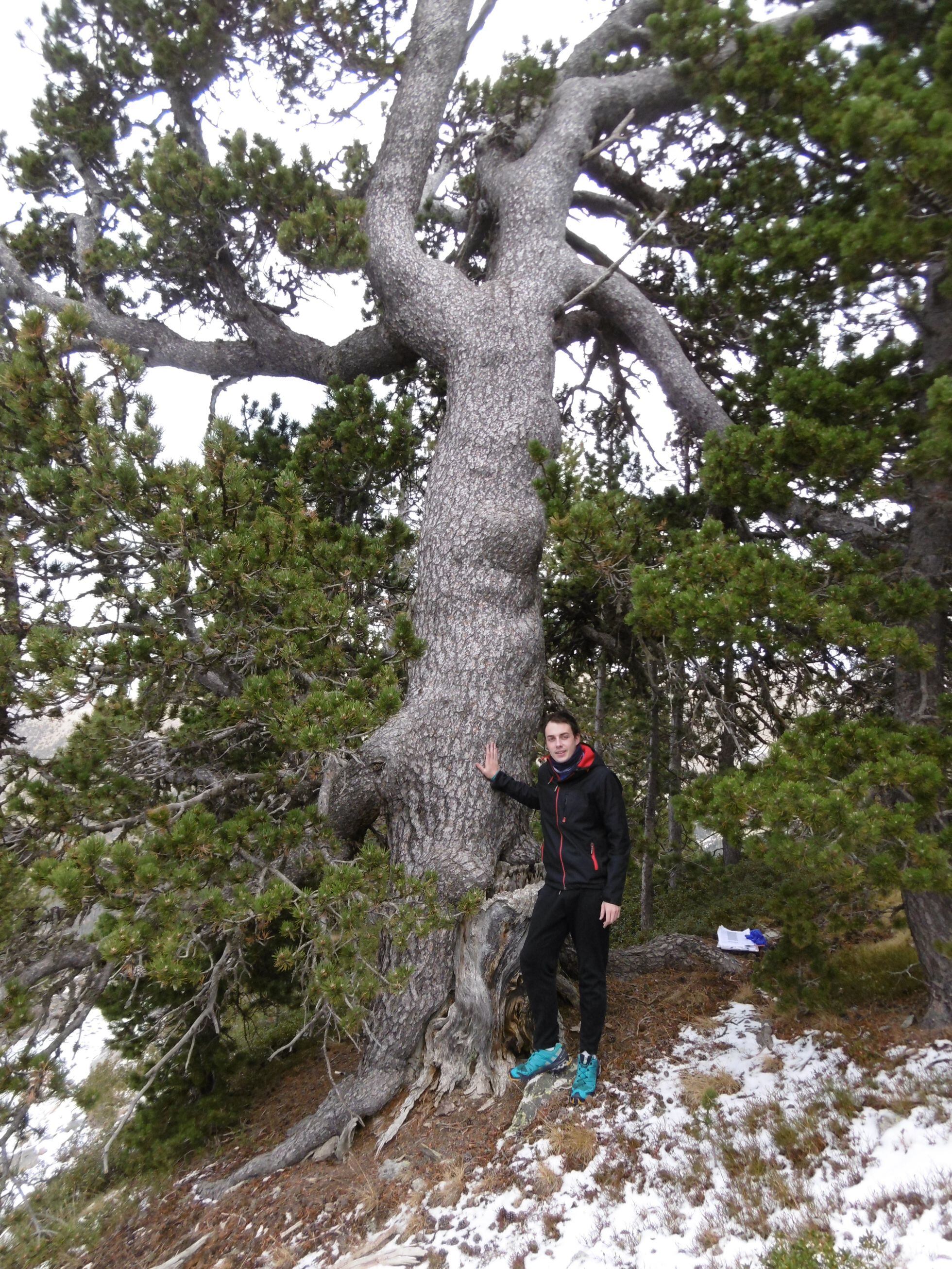 Ot Pasques with an ancient pine tree
