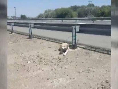 Un usuario de Twitter ha difundido un vídeo que muestra el animal amarrado a pleno sol