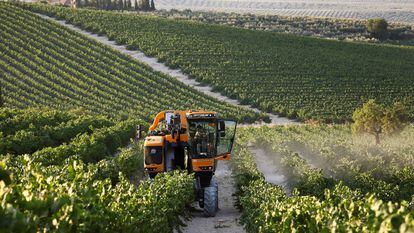 Una máquina cosechadora recolecta uvas en un viñedo de la localidad cordobesa de Montilla.