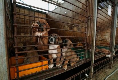 Perros destinados al consumo en una jaula en una granja de perros en Pyeongtaek, Corea del Sur, el 27 de junio. 