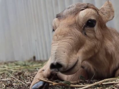 Un ejemplar reci&eacute;n nacido de saiga, en Rusia.