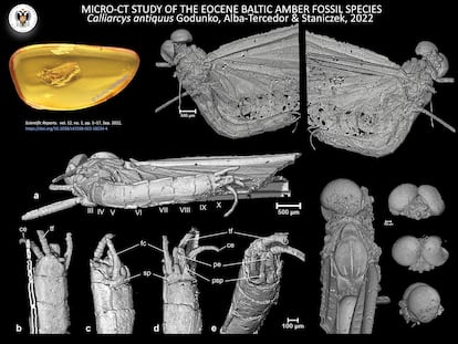 Microtomographic image of Calliarcis antiquus.