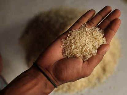 Un hombre sostiene granos de arroz.