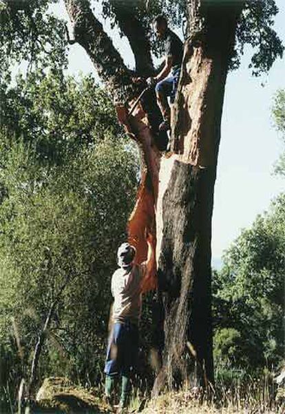 La pareja de corcheros corta a golpe de hacha la corteza del alcornoque, que luego despega distramente del árbol con su mango.
