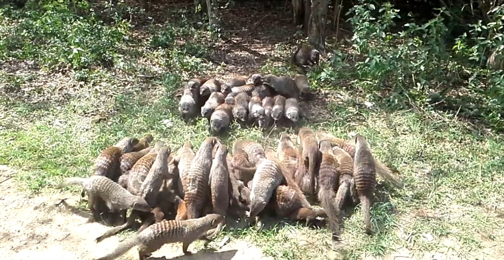 Grupos de mangostas dispuestas en formación de 
