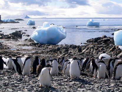 Pingüinos adelia cerca de la base antártica argentina Esperanza.