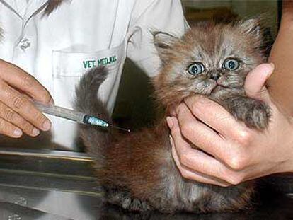 Un cachorro de gato es tratado en el hospital veterinario de la Universidad de Kasetsart, en Bangkok.