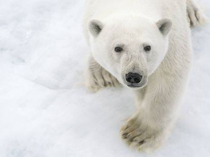 Un oso polar en el Ártico.