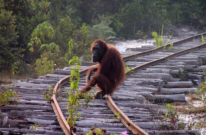 La p&eacute;rdida del h&aacute;bitat es la mayor amenaza para el orangut&aacute;n.