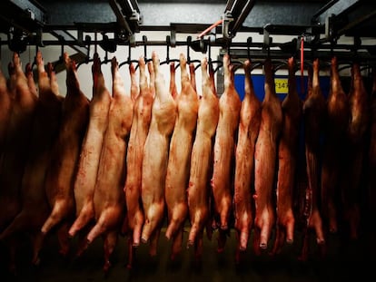 Cerdos colgando en un matadero en Sainte-Cécile, en Normandía (Francia).