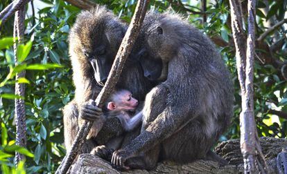 La cría de dril, junto a Abuja y Rafiki, sus padres.