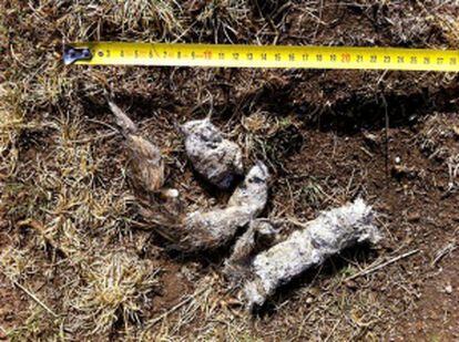 Excrementos de lobo encontrados en la sierra de Madrid.