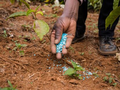 Un hombre deposita fertilizantes sintéticos, utilizados para aumentar la productividad agrícola, en el campo.