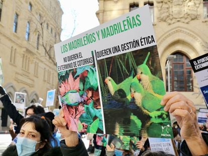 Varias personas con carteles en defensa de las cotorras participan en una manifestación frente al Ayuntamiento de Madrid, a 30 de noviembre de 2021.