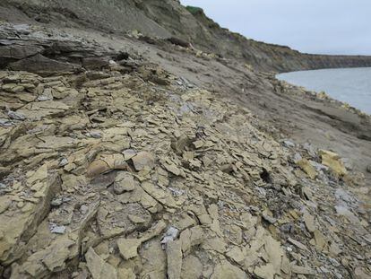 Más de 9.000 fósiles han sido encontrados en los últimos seis años en el curso del río Colville, en una capa de menos de un metro de espesor. La Universidad de Alaska (EE UU) comenzó a buscar restos en 1980, pero el primer hallazgo fue obra del geólogo Robert Liscomb en 1961.