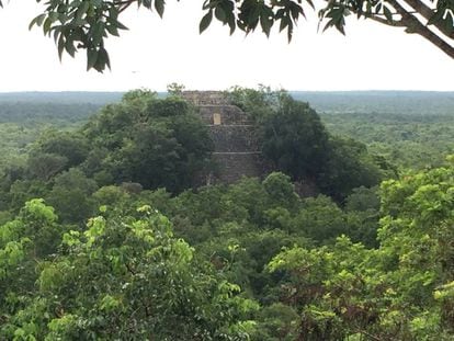 Panorámica de la ciudad de Calakmul, rodeada por la selva con el edificio de la Estructura VII al fondo.