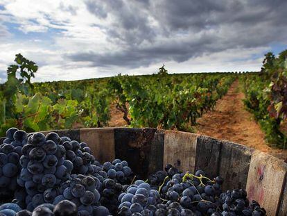 Vendimia en la Ruta del Vino de la Rioja Alta.